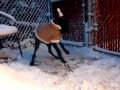 Spice's 1st snow in her coat