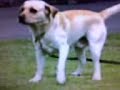 Perros adiestrados (GRUPO ALFA LAN�S)