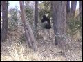 Paramilitares en Bolivia