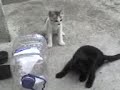 BELGRADE CRAZY CATS BELGRADE CRAZY CATS