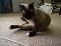 2 Cats 1 Straw