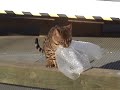 Iris captures bubblewrap
