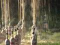 Coke & Mentos Experiments #214 Domino
