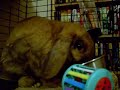 STUNNER THE ANGRY BUNNY STUNNER THE ANGRY BUNNY
