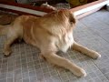 Brincando com Papai