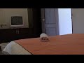 Accommodation near Tiger Muay Thai, Nature House 3, Phuket, Thailand