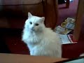 white longhaired yeti cat hunting for treats