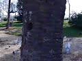 V�deo vuelo de palomeques