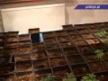 Polska Policja - Zlikwidowana plantacja konopi indyjskich