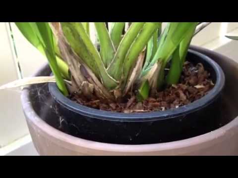 how to care cymbidium