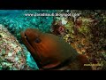 Maldivas - Morenas Maldivas - Morenas