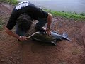 pesqueiro santo antonio parte 2- pesca de tambaqu� / pac�