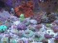 Aquarium Oddballs