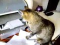 Cat Printer Shredder
