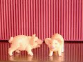 Schwein.Sillyboyz