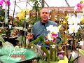 Orchids Orchids