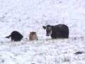 videos de Dogs herding cattle