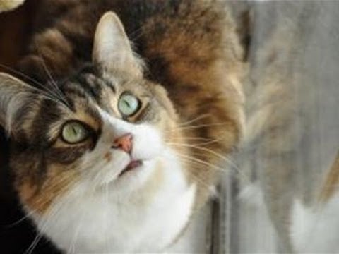 Cats Peeing In House