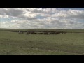 Maddo and Fehr heard cattle with FMX bikes
