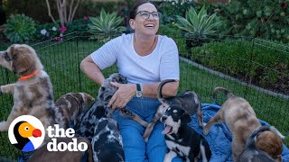 Momma Dog Has A Reunion With Her 13 Puppies On Their First Birthday | The Dodo Foster Diaries by The Dodo