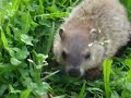 really funny crazy hedgehog/groundhog attacks me really funny crazy hedgehog/groundhog attacks me