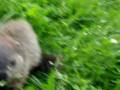 videos de really funny crazy hedgehog/groundhog attacks me