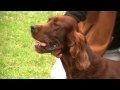 2010-05-25 | Irish Red Setter - Rden Championklasse - Forsthaus Heiligenberg ~> James-Joyce of Seesaw-fields ()
