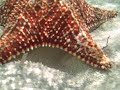 Bahama Starfish