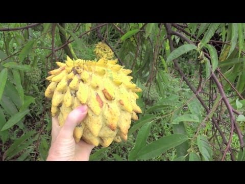 how to grow avocado in malaysia