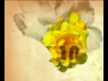 yellow flower
