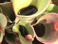 Heliamphora Gets Swarmed!! ... but loves it! Heliamphora Gets Swarmed!! ... but loves it!