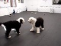 Pelé and Gatsy Meet.wmv