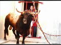 homenaje al torico de la cuerda de Chiva