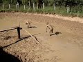 combate de lama / combat de boue