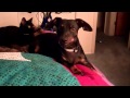 title="Odie's