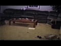 The Worlds Dumbest Dog