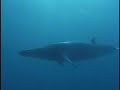 IFAW \"What to do About Whales\" Trailer