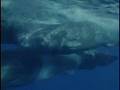 IFAW What to do About Whales Trailer