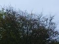 Plane Landing at Heathrow