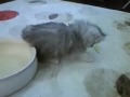 マリモママの不調、ララちゃんの子猫ちゃんに猫パンチ？
