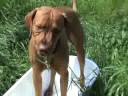 Vizsla PONGO DVORIANKY: Crazy Vizsla PONGO DVORIANKY: Crazy