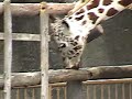 キリンの異常行動／動物園