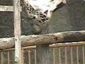 videos de キリンの異常行動／動物園