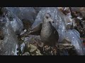 Jonathan Livingston Seagull - Dear Father (we dream) Jonathan Livingston Seagull - Dear Father (we dream)