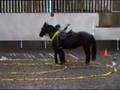 TREC PNH / Parelli Natural Horsemanship way