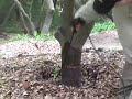 Invisible Gardener\