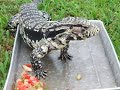 tegu\