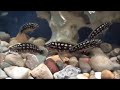Julidochromis marlieri 