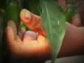 HONDURAS, GRANDES OPORTUNIDADES - FIDE