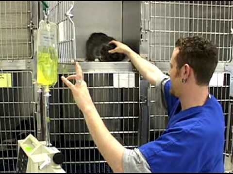 Veterinary Assistants and Laboratory Animal Caretakers | Jobs Made Real